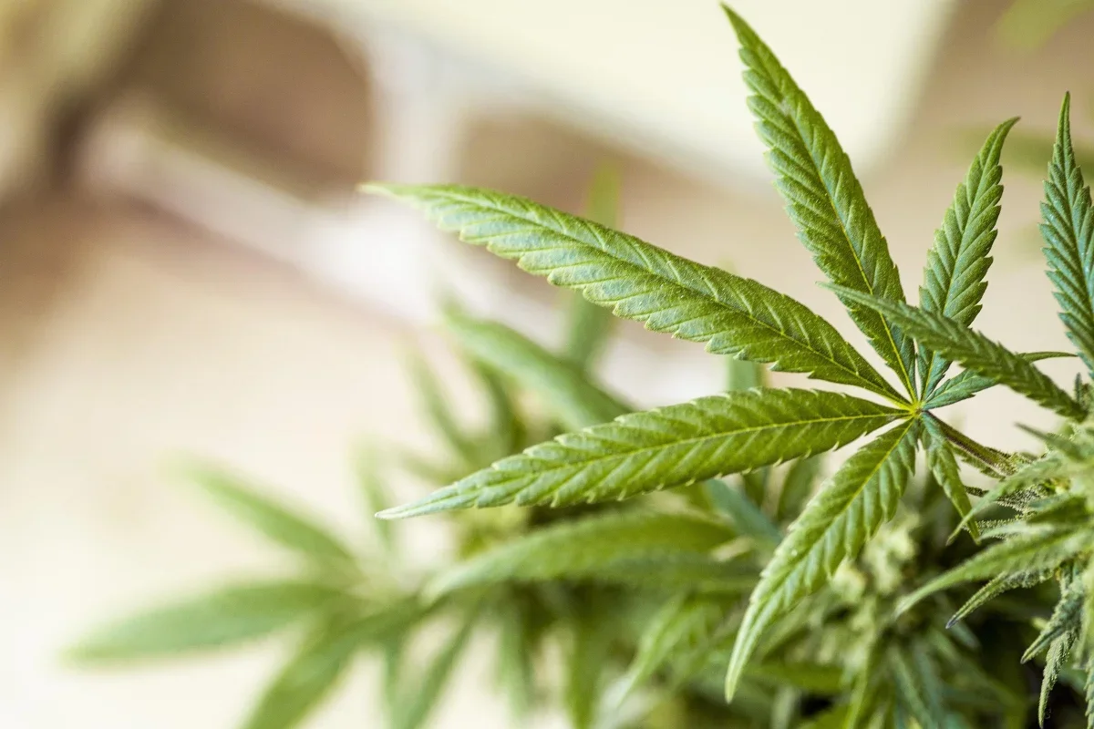 Alabama marijuana defense attorney representing clients facing cannabis possession charges
